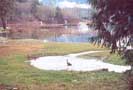 Heron fishing on flooded lawn